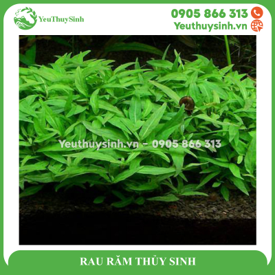 RAU RĂM THỦY SINH