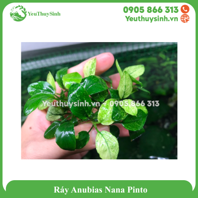 Ráy Anubias Nana Pinto