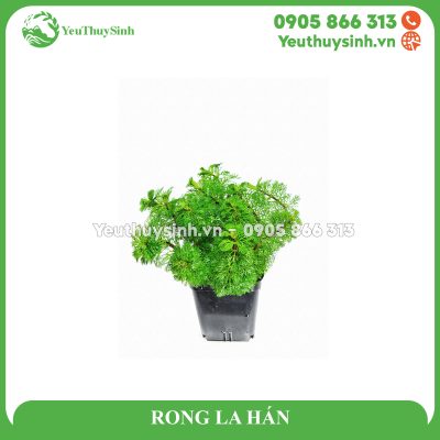RONG LA HÁN