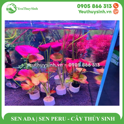SEN ADA, SEN PERU - CÂY THỦY SINH