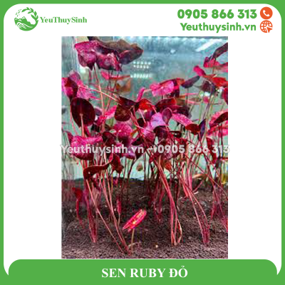 SEN RUBY ĐỎ THỦY SINH