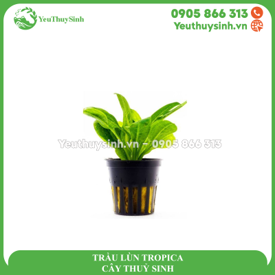 TRẦU LÙN TROPICA - CÂY THUỶ SINH