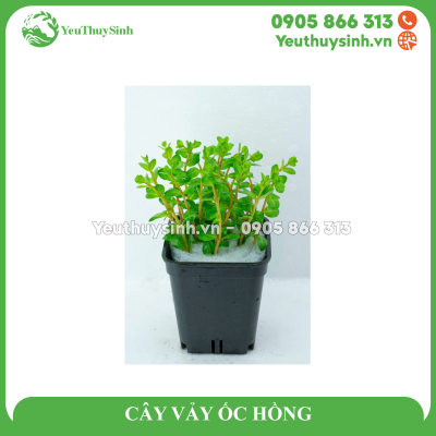 CÂY VẢY ỐC HỒNG