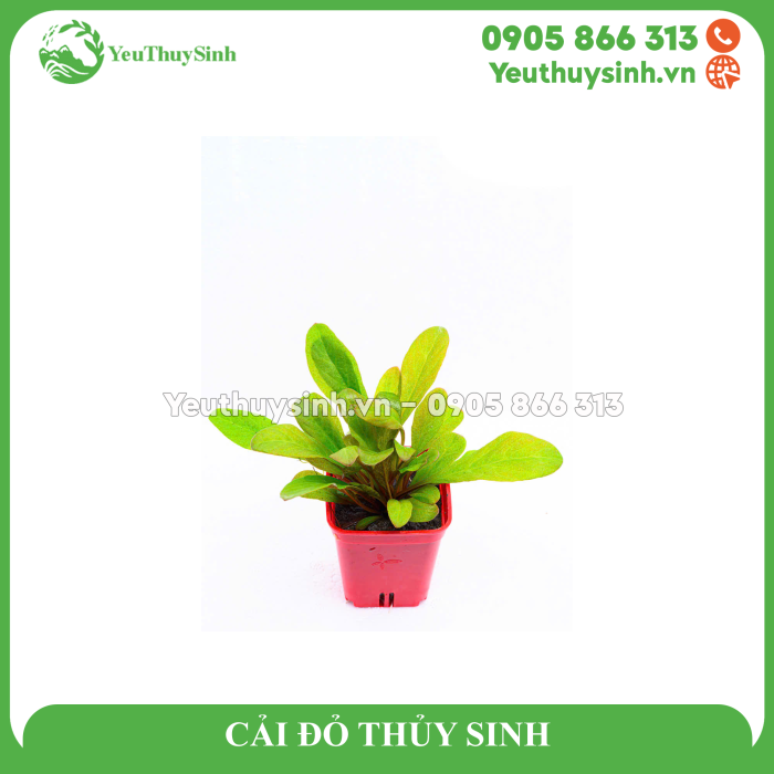 CẢI ĐỎ THỦY SINH