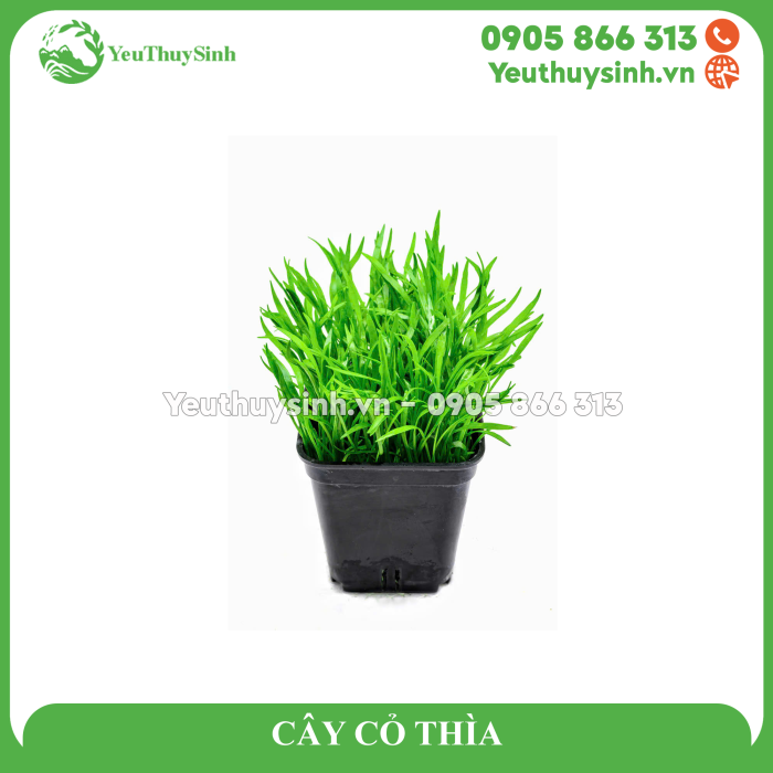 CÂY CỎ THÌA