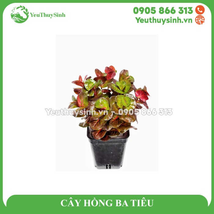 CÂY HỒNG BA TIÊU