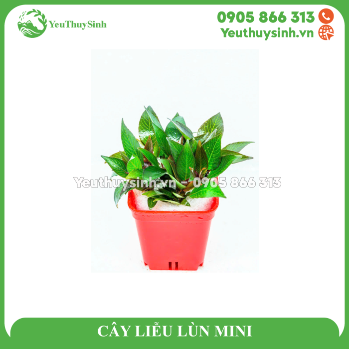 CÂY LIỄU LÙN MINI