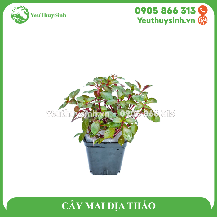 CÂY MAI ĐỊA THẢO