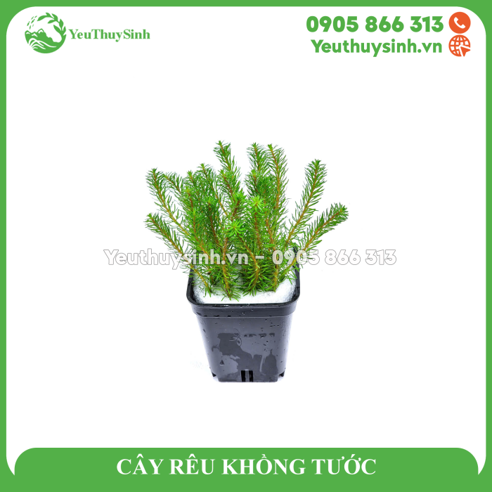 CÂY RÊU KHỔNG TƯỚC