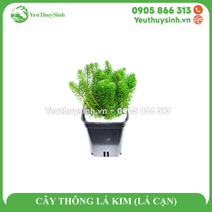 CÂY THÔNG LÁ KIM (LÁ CẠN)