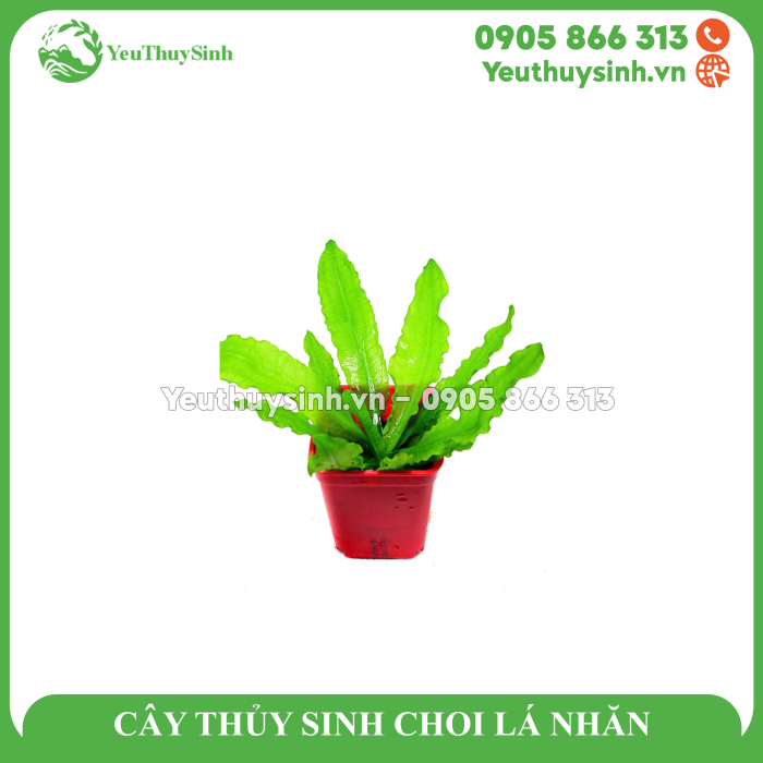 CÂY THỦY SINH CHOI LÁ NHĂN
