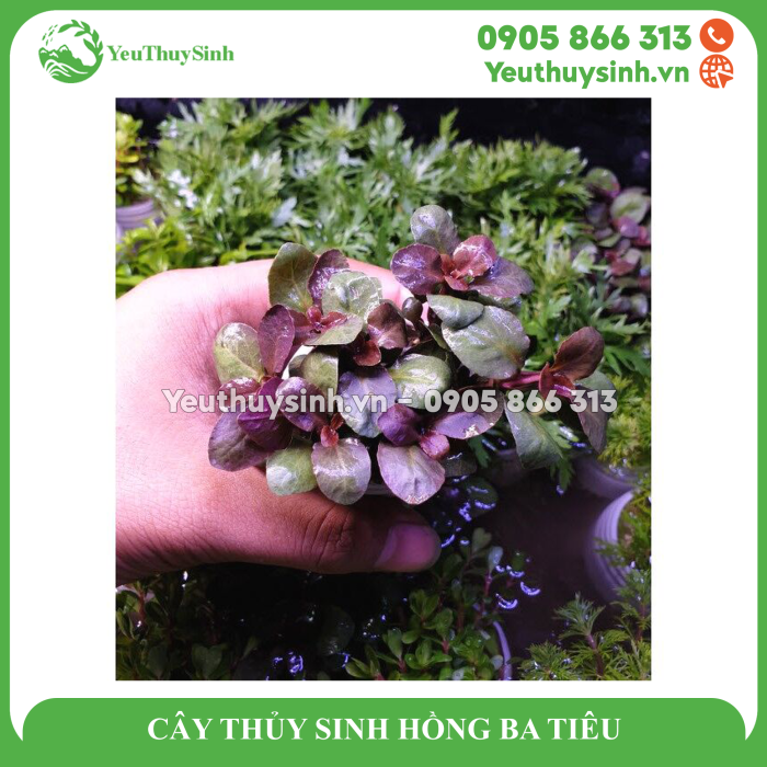 CÂY THỦY SINH HỒNG BA TIÊU