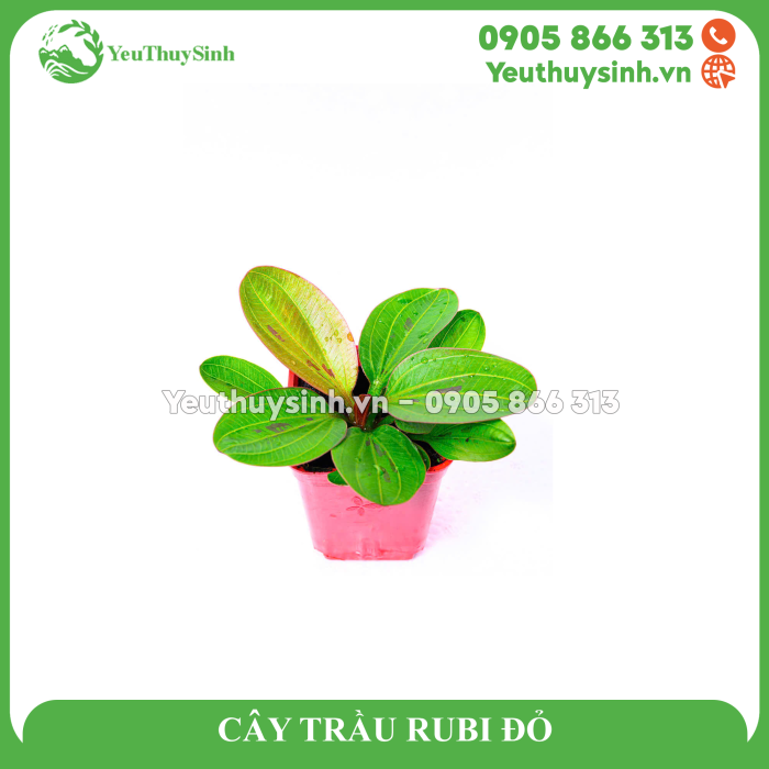 CÂY TRẦU RUBI ĐỎ