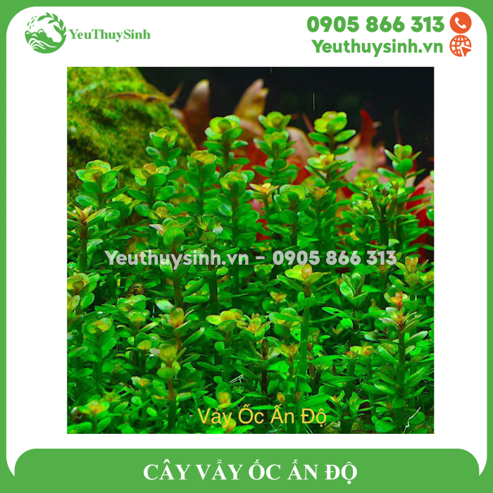 CÂY VẨY ỐC ẤN ĐỘ