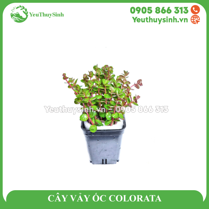 CÂY VẢY ỐC COLORATA