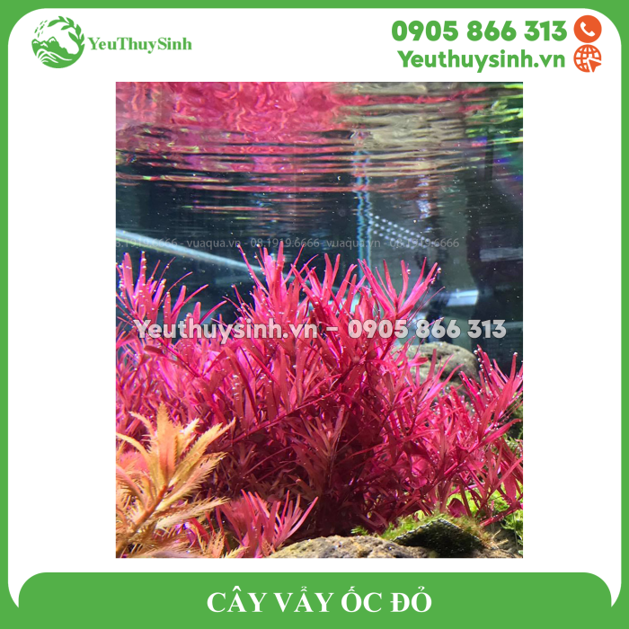 CÂY VẨY ỐC ĐỎ