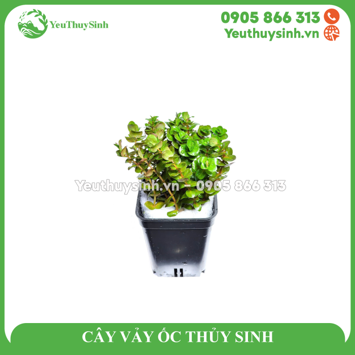 CÂY VẢY ỐC THỦY SINH
