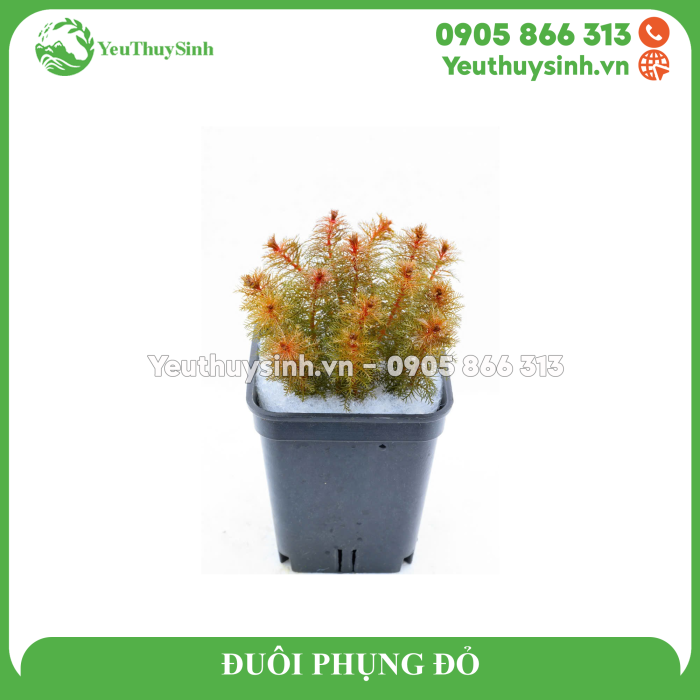 ĐUÔI PHỤNG ĐỎ