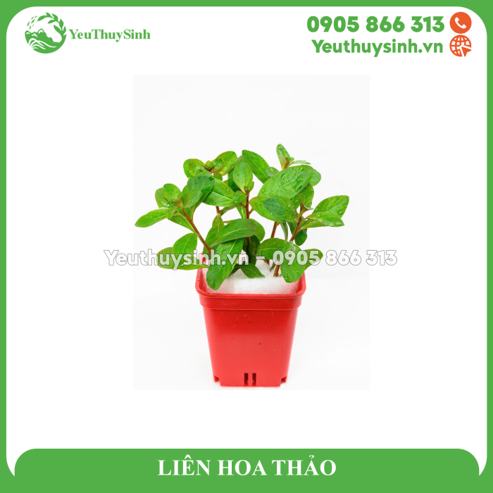 LIÊN HOA THẢO