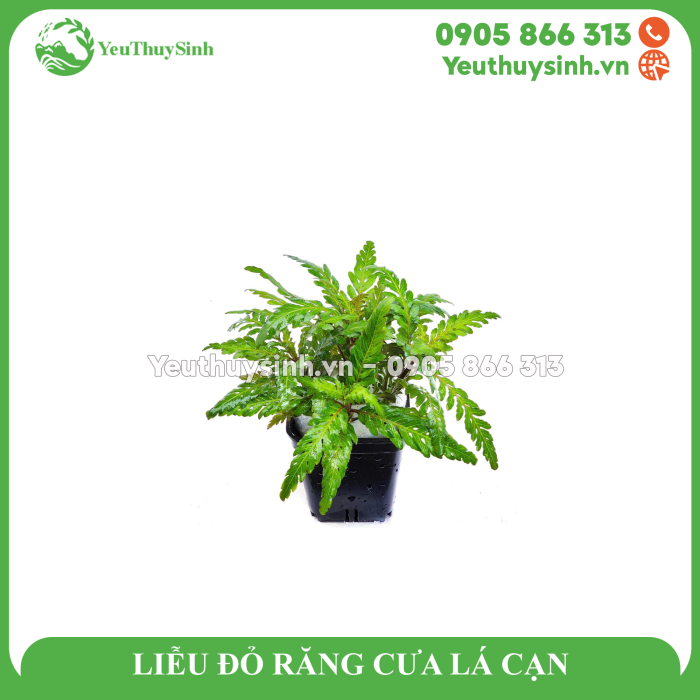 LIỄU ĐỎ RĂNG CƯA LÁ CẠN