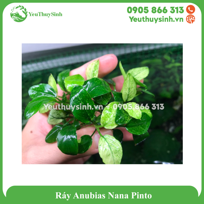 Ráy Anubias Nana Pinto