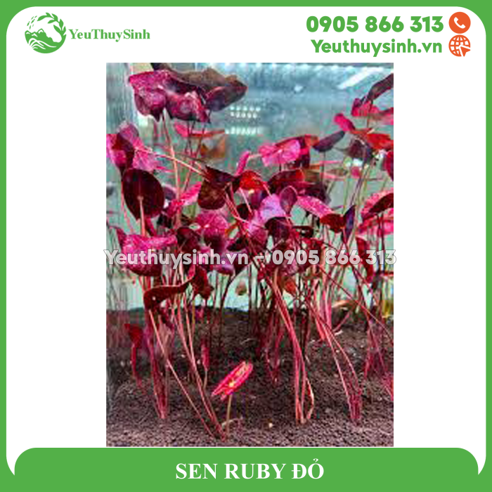 SEN RUBY ĐỎ THỦY SINH