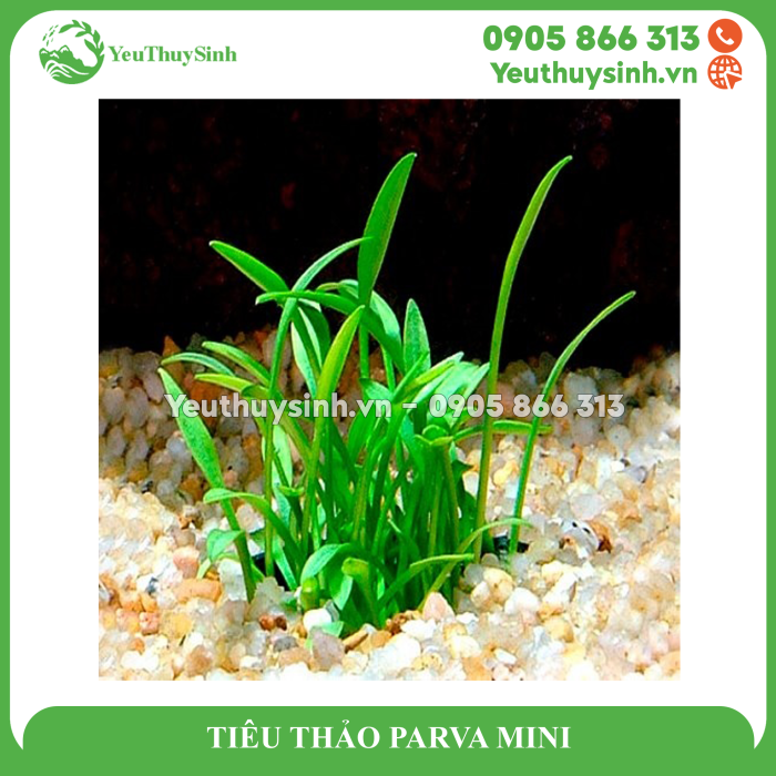 TIÊU THẢO PARVA MINI