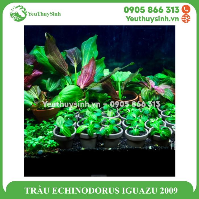 TRẦU ECHINODORUS IGUAZU 2009