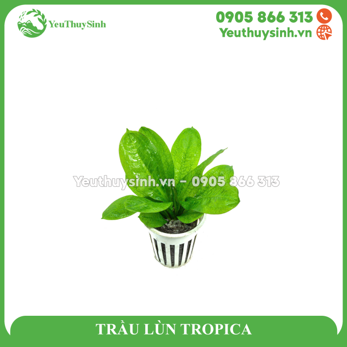 TRẦU LÙN TROPICA