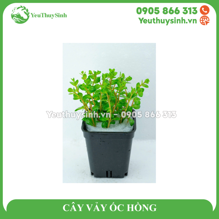 CÂY VẢY ỐC HỒNG